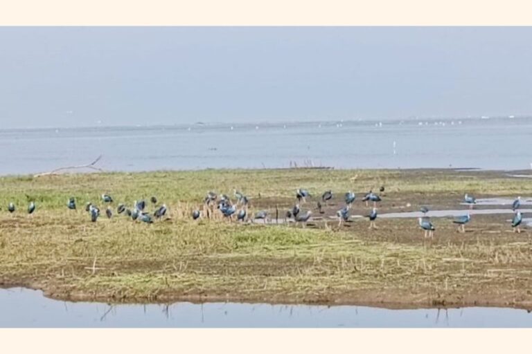 バイカビールが鳥類保護区に変わる