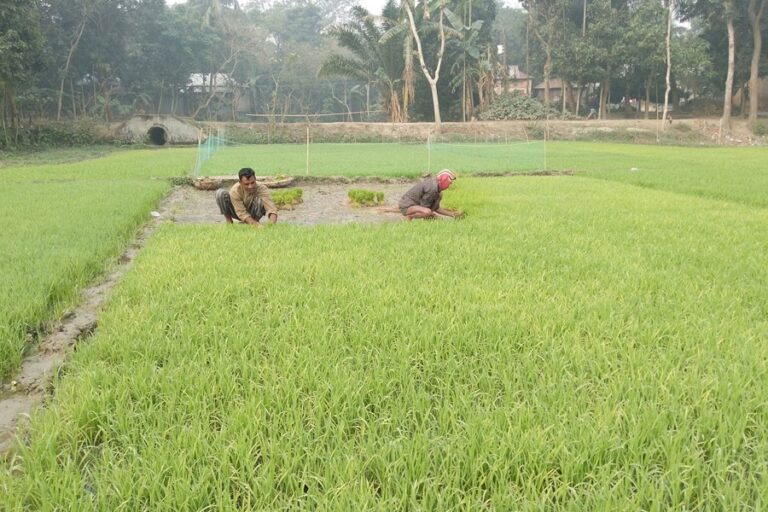 IRRI-ボロの苗を植えるのに忙しいガイバンダ農家