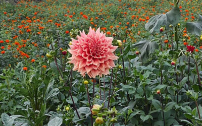 ナラヤンガンジでは花卉栽培が盛んです