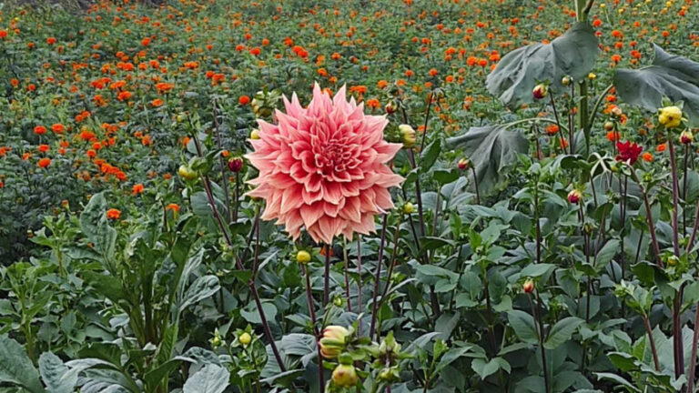 ナラヤンガンジでは花卉栽培が盛んです