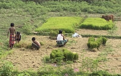 シレット地方のボロ移植は終わりに近づいている