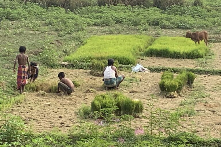 シレット地方のボロ移植は終わりに近づいている