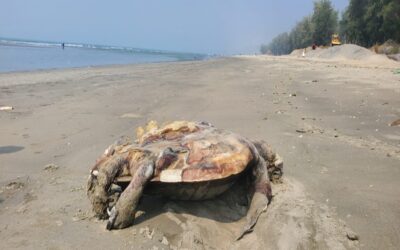 コックスバザールの海岸でウミガメが危機に瀕している