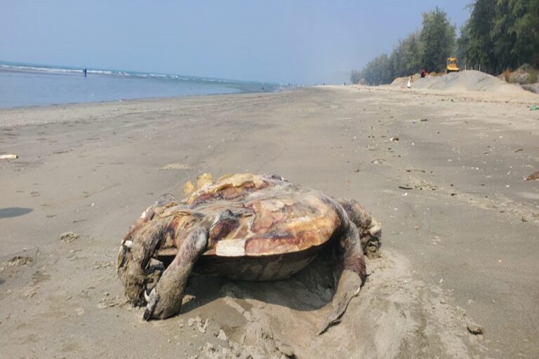 コックスバザールの海岸でウミガメが危機に瀕している