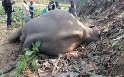 チャカリアのタバコ畑でゾウの死骸が発見される