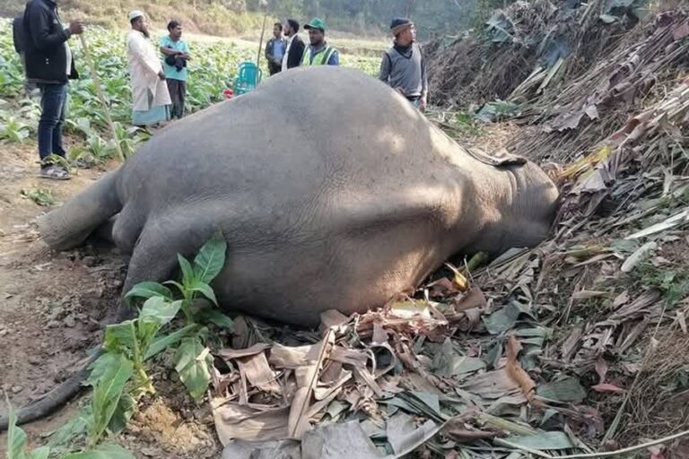 チャカリアのタバコ畑でゾウの死骸が発見される