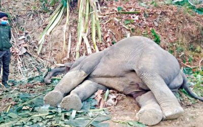 コックスバザールでゾウの死骸が発見される