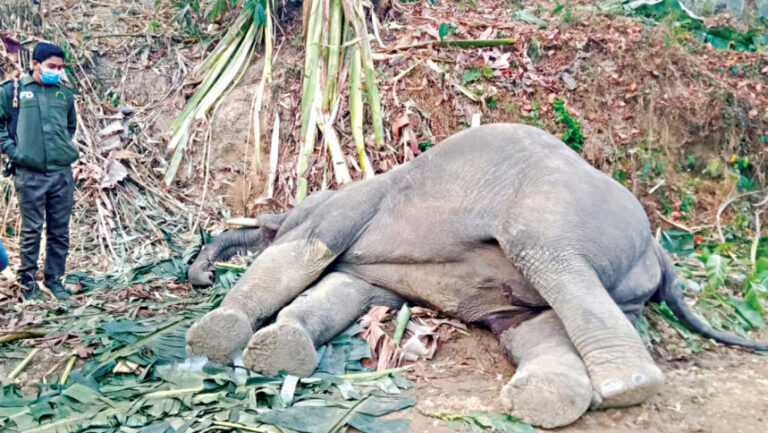 コックスバザールでゾウの死骸が発見される