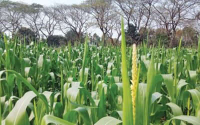 トウモロコシは農家の心を掴み続けている