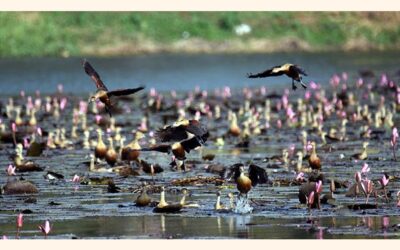 客鳥はもはやコックスバザール湿地帯に飛来しない