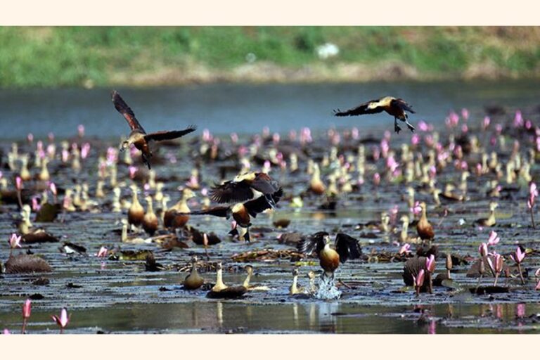 客鳥はもはやコックスバザール湿地帯に飛来しない