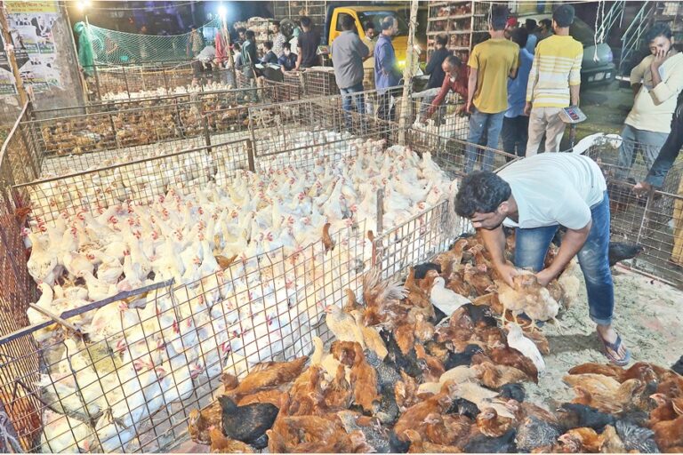 カプタンバザールの路上では鶏が小売業者に卸売りされている。