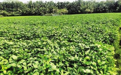 チャンドプルの農家が大豆栽培への関心を失う