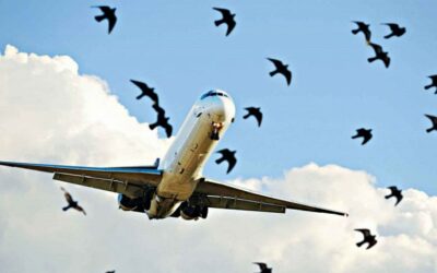 鳥衝突によるビーマンの損害は2年間で2億8,460万タカ