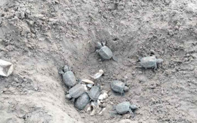 シュンドルボンのカラムジャルで65匹の珍しいカメが孵化