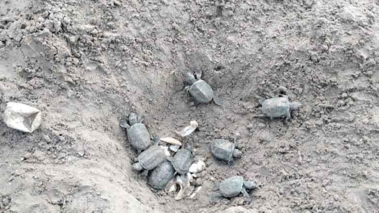 シュンドルボンのカラムジャルで65匹の珍しいカメが孵化