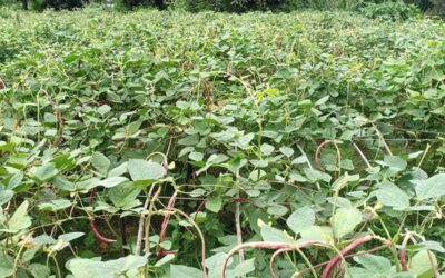 野菜栽培がランプールの農家の運命を高める
