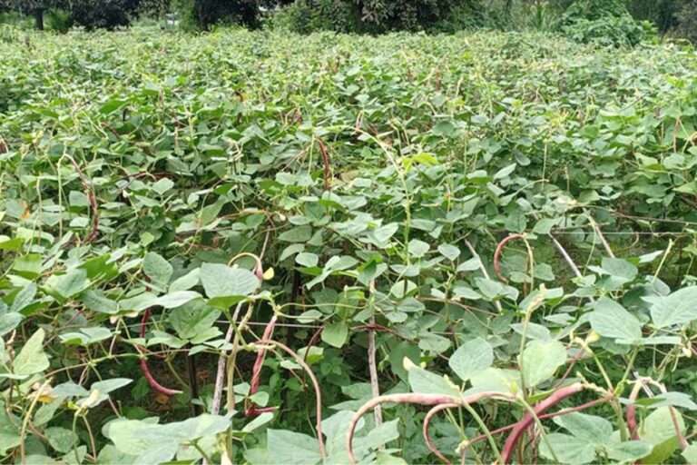 野菜栽培がランプールの農家の運命を高める