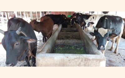 パブナでイード・アル＝アザに向けて準備中の65万匹の動物たち