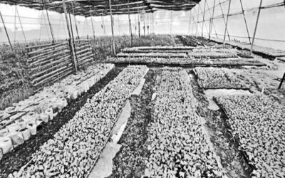 パブナでは土壌を使わない野菜栽培が増加