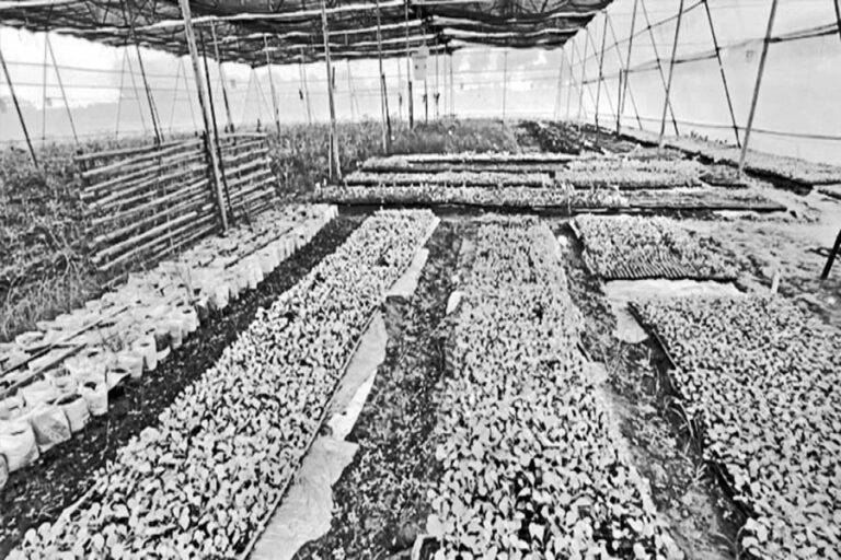パブナでは土壌を使わない野菜栽培が増加