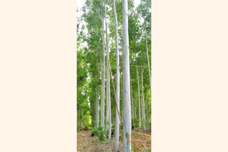 ユーカリ、アカシュモニの植栽禁止