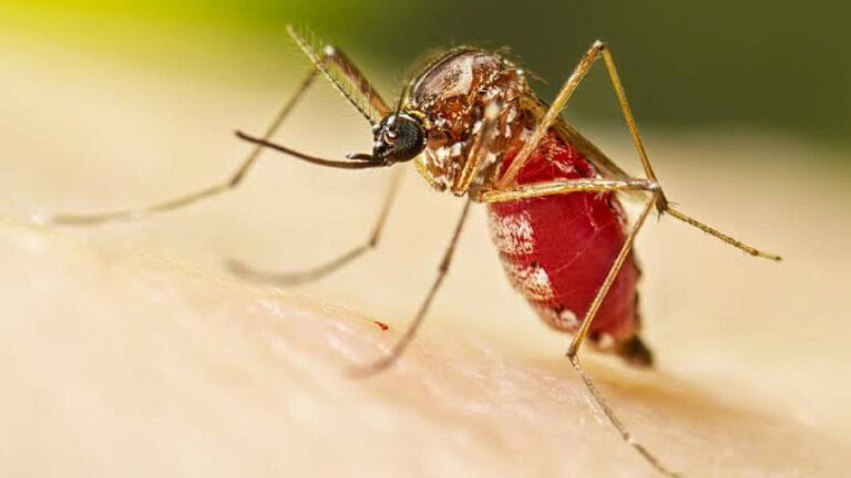 バルグナのタウンハウスの31%でネッタイシマカの幼虫が発見される