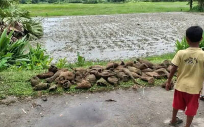 ジャラカティの木が伐採され、バブイの雛100羽以上が死亡