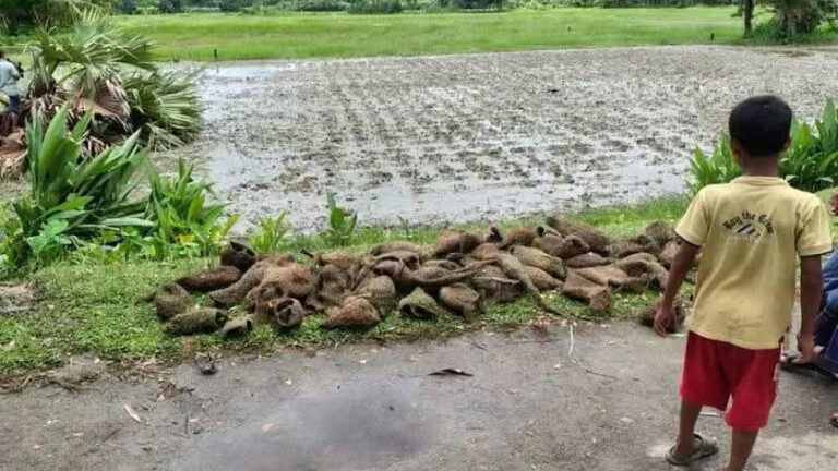 ジャラカティの木が伐採され、バブイの雛100羽以上が死亡