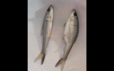 科学者が絶滅危惧種のゴタリ魚を絶滅から救う