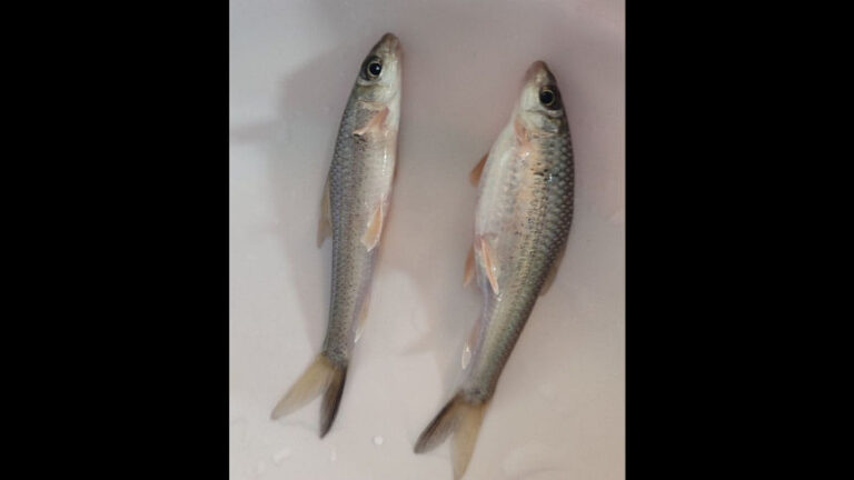 科学者が絶滅危惧種のゴタリ魚を絶滅から救う