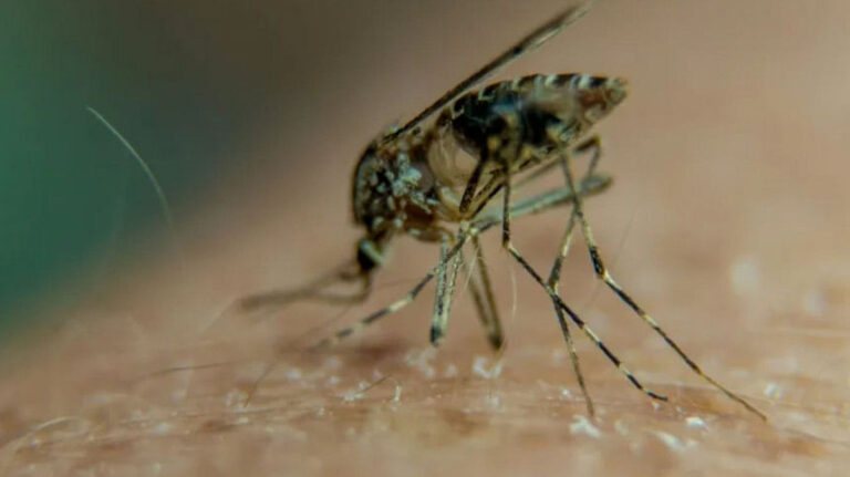 チクングニア熱が再発、健康被害を拡大