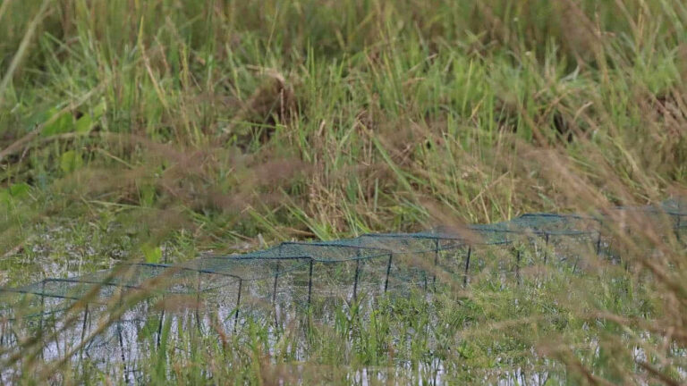 致命的な網に絡まった生物多様性