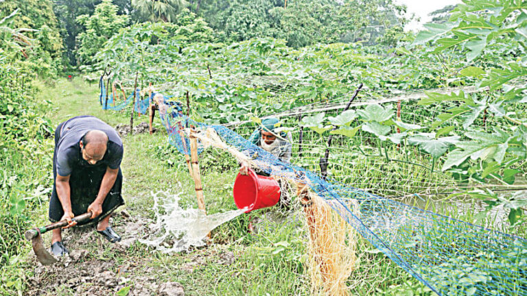 雨で畑が浸水し、野菜生産者は損失を恐れている