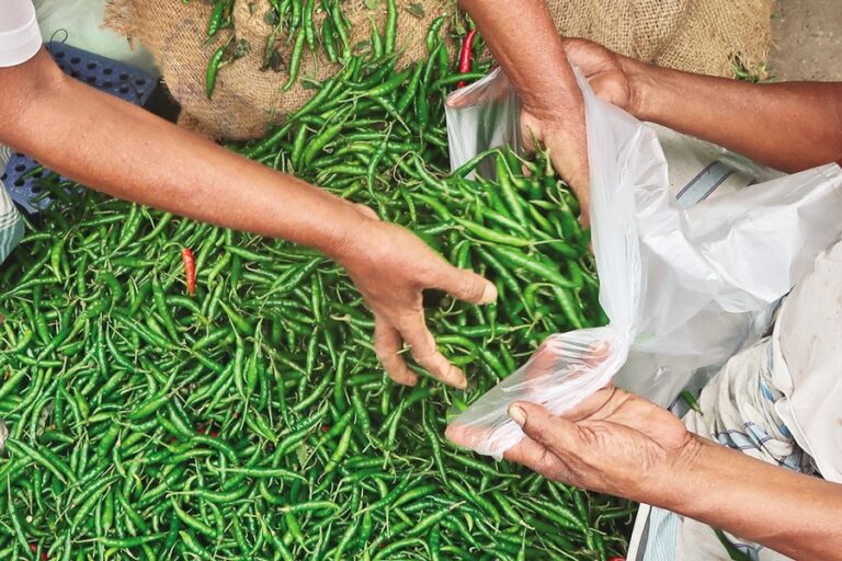 青唐辛子の価格が1キロ320タカに達し、野菜も値上がり
