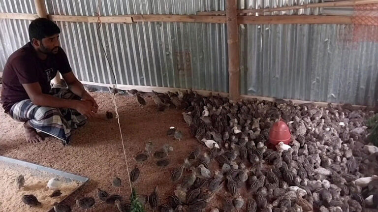ウズラ養殖で生活再建