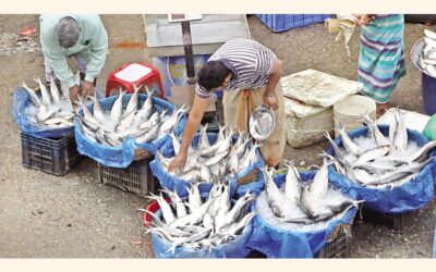 ヒルサの価格が過去最高値を記録