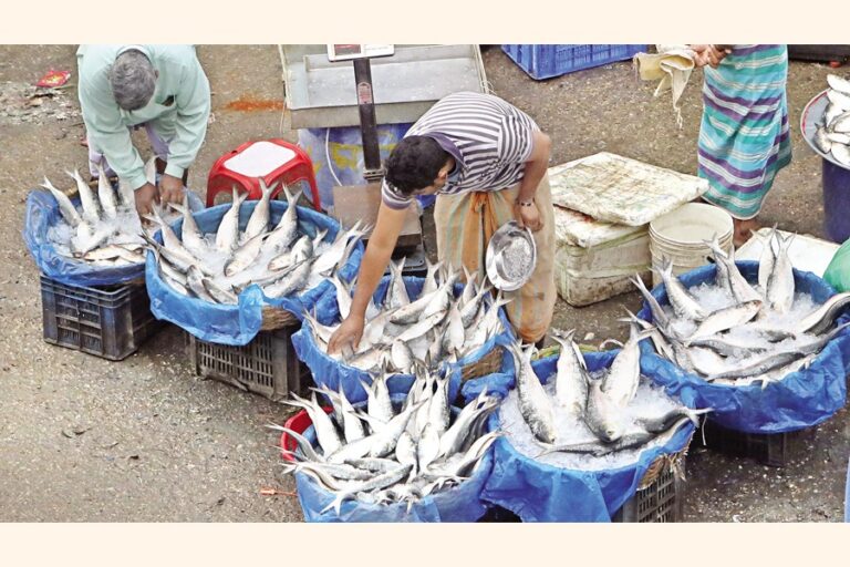 ヒルサの価格が過去最高値を記録