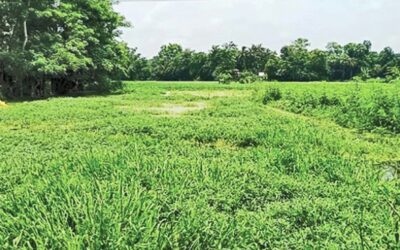 チャンドプルの765ヘクタールの農作物や野菜に雨が被害
