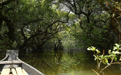 n 写真: ラタルグル湿原の森を散策