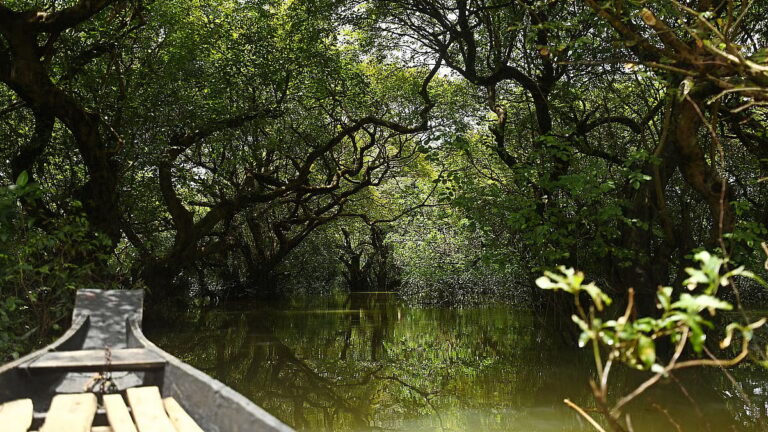 n 写真: ラタルグル湿原の森を散策