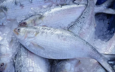 西ベンガル州のヒルサの価格はバングラデシュより低い