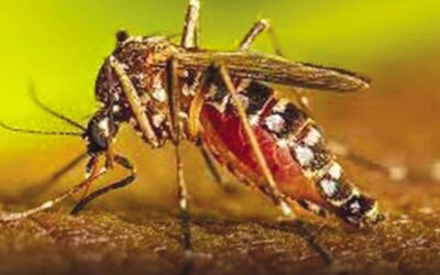 今年のデング熱の死者数が100人を超える