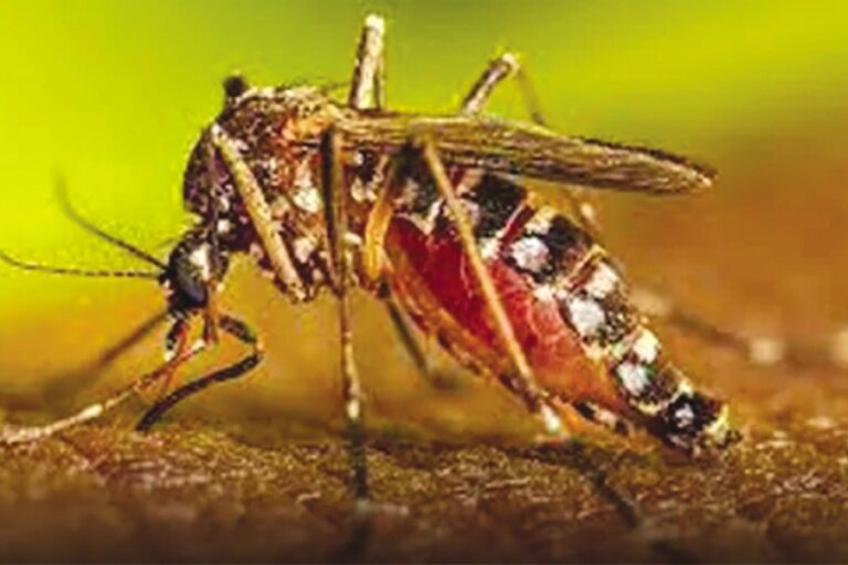 今年のデング熱の死者数が100人を超える