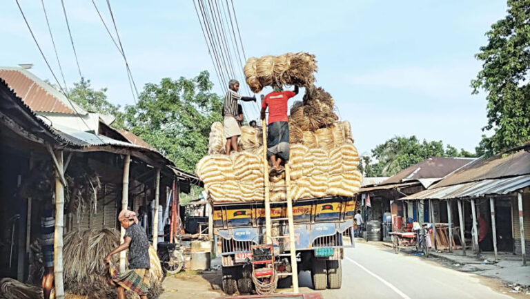価格は好調だが、ジュート農家は収穫量の低さに落胆している