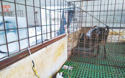 バングラデシュの畜産部門の変革の鍵はイノベーション