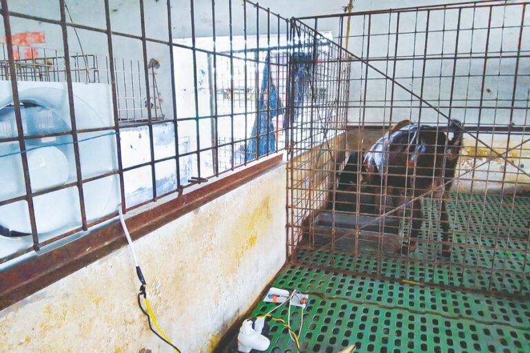 バングラデシュの畜産部門の変革の鍵はイノベーション