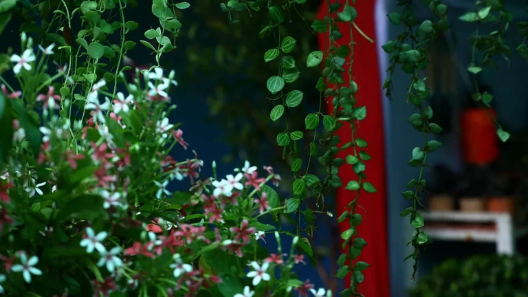 写真：シレットのツリーフェア