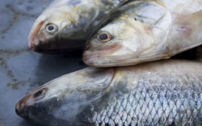 消えゆくヒルサと私たちが払う代償