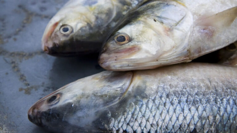 消えゆくヒルサと私たちが払う代償